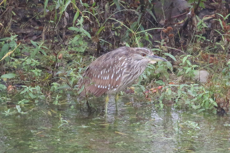 Mystery bird to be identified