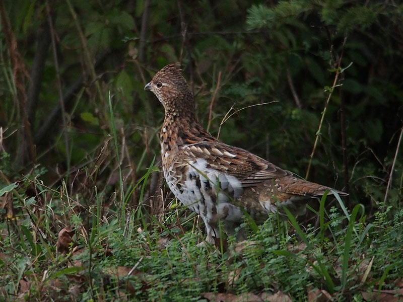Mystery bird to be identified