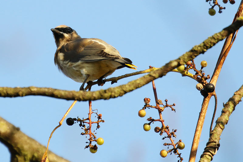 Mystery bird to be identified