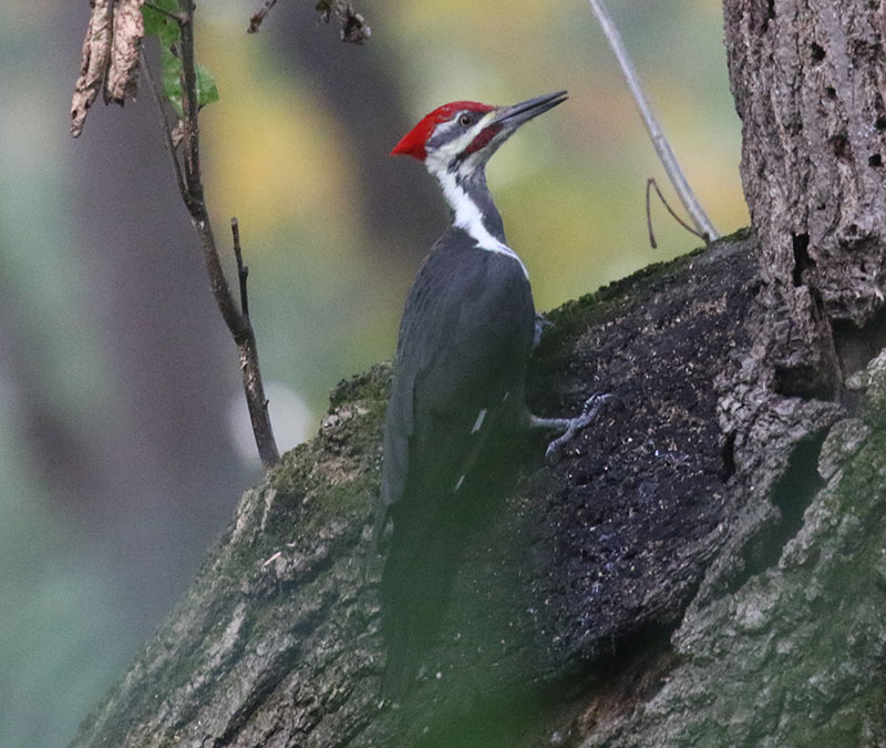 Mystery bird to be identified
