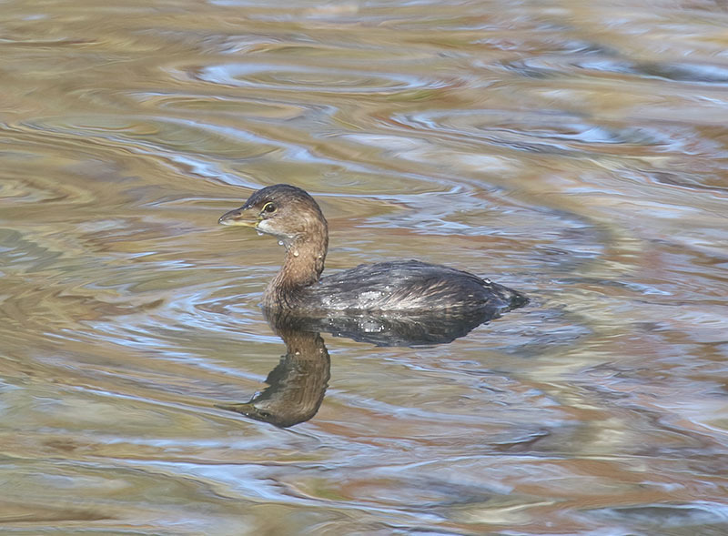 Mystery bird to be identified