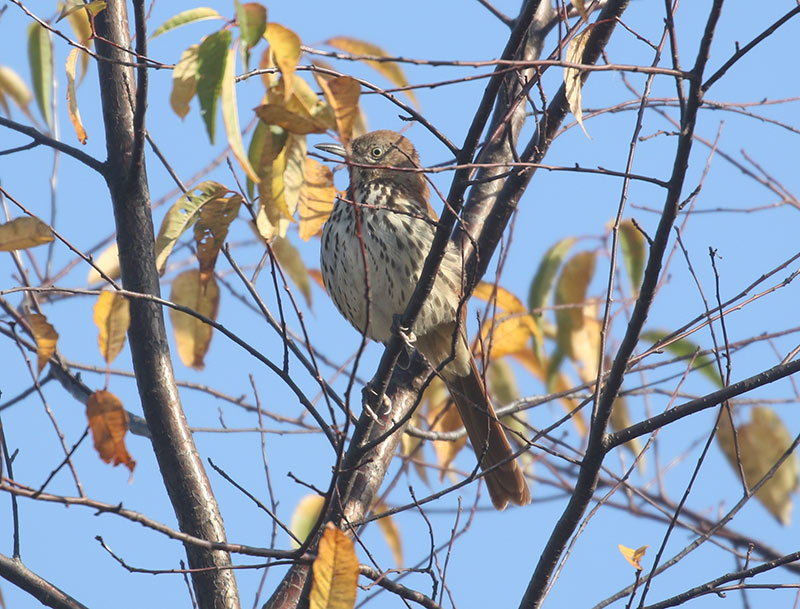 Mystery bird to be identified