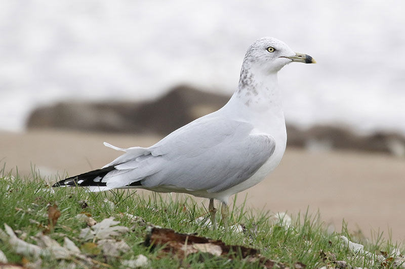 Mystery bird to be identified