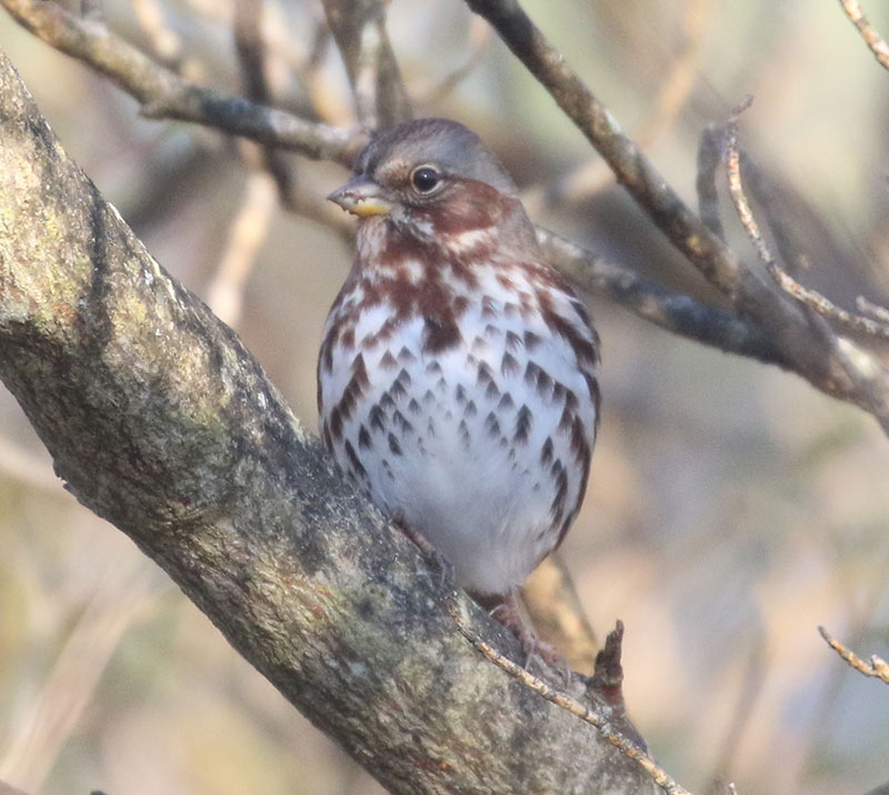 Mystery bird to be identified