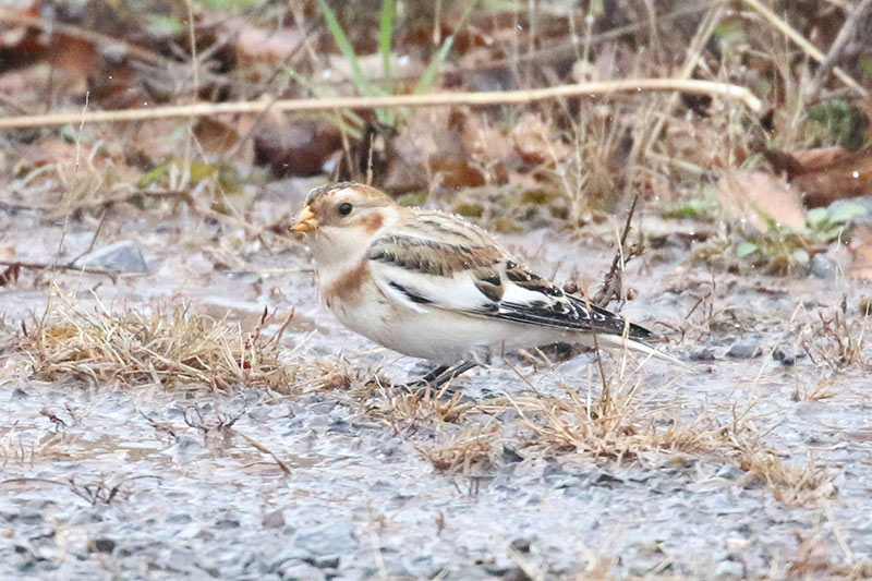Mystery bird to be identified