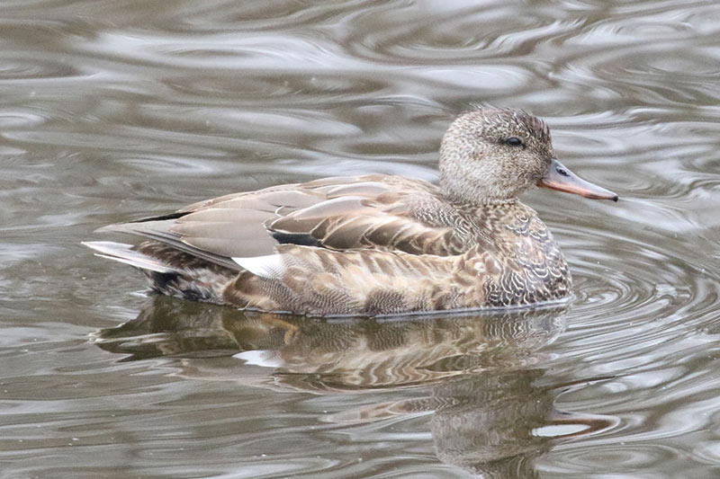 Mystery bird to be identified