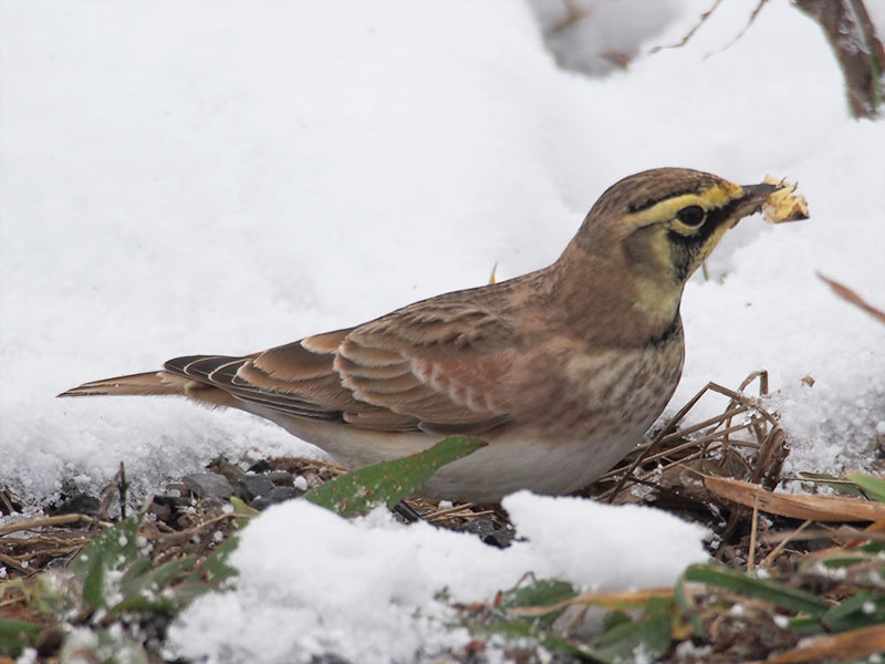 Mystery bird to be identified
