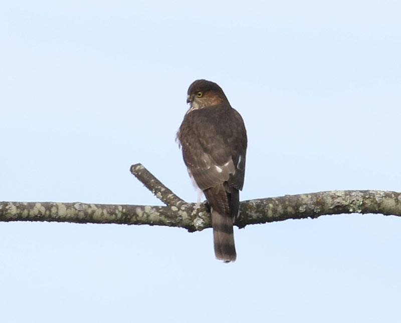Mystery bird to be identified