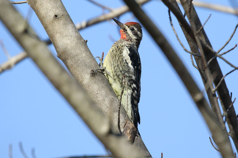 Mystery bird to be identified