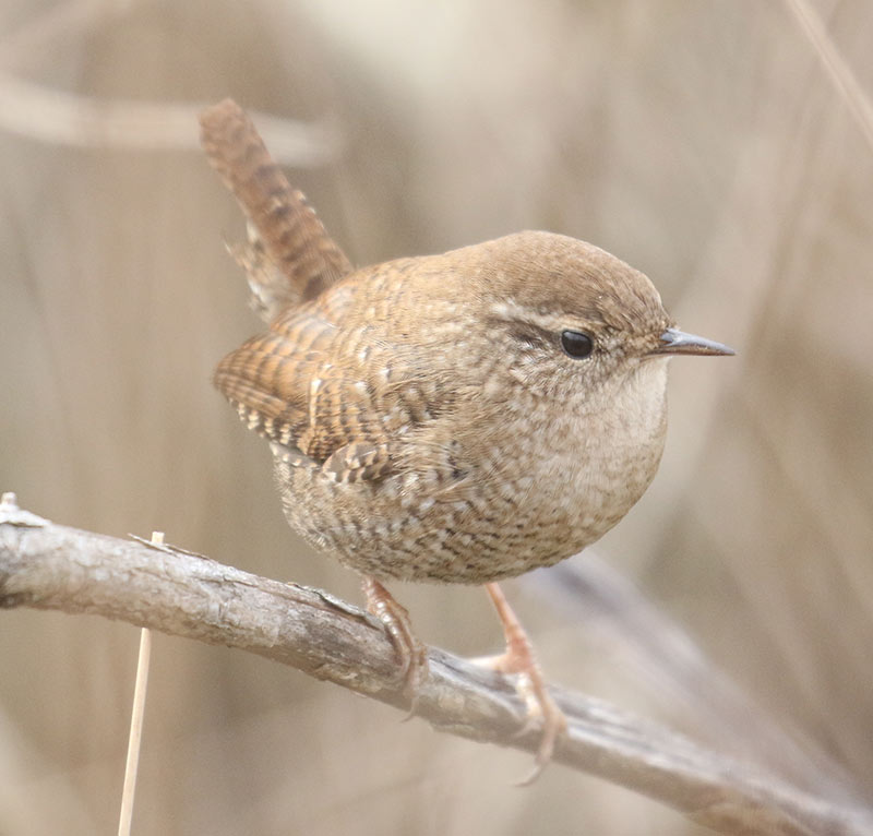 Mystery bird to be identified