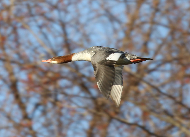 Mystery bird to be identified