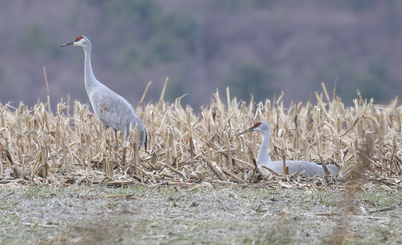 Mystery bird to be identified