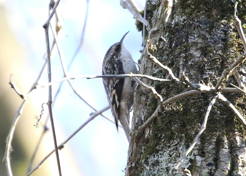 Mystery bird to be identified