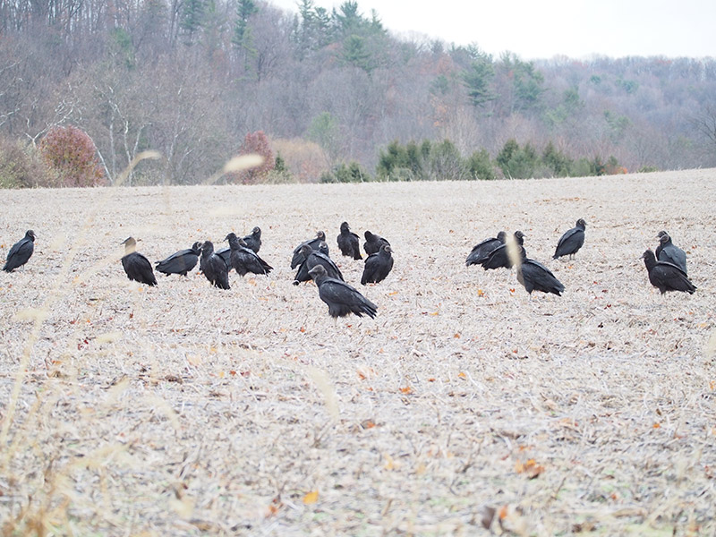 Mystery bird to be identified