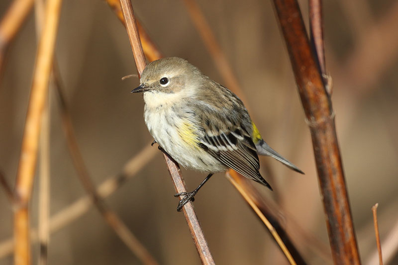 Mystery bird to be identified