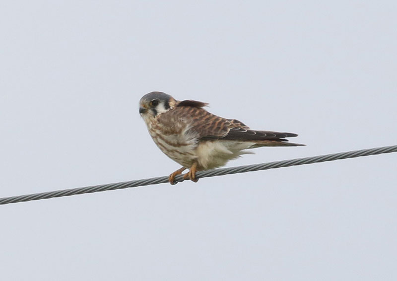 Mystery bird to be identified