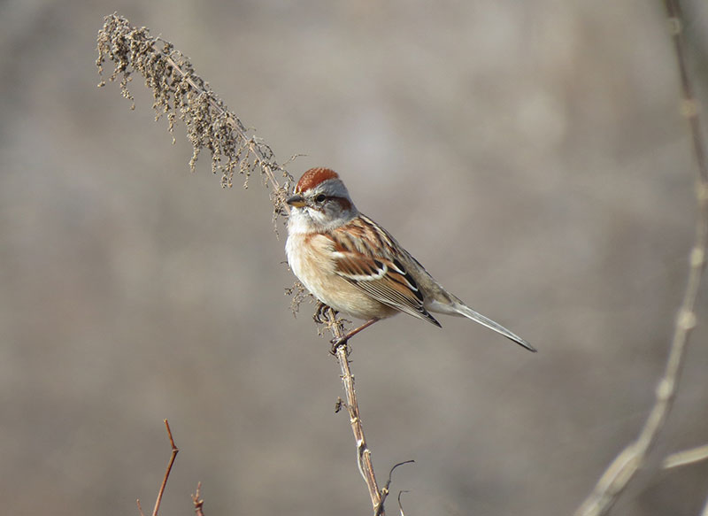 Mystery bird to be identified