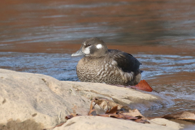 Mystery bird to be identified