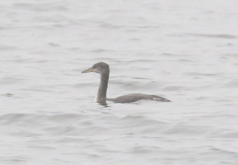 Mystery bird to be identified