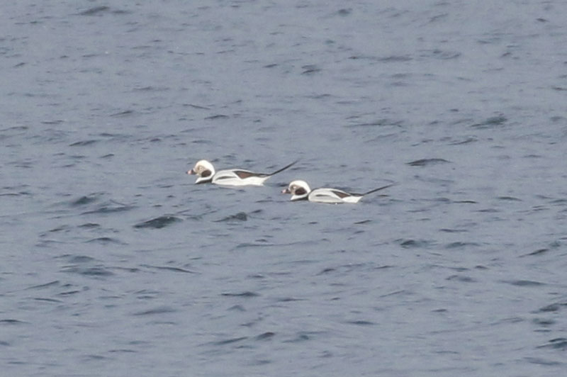 Mystery bird to be identified