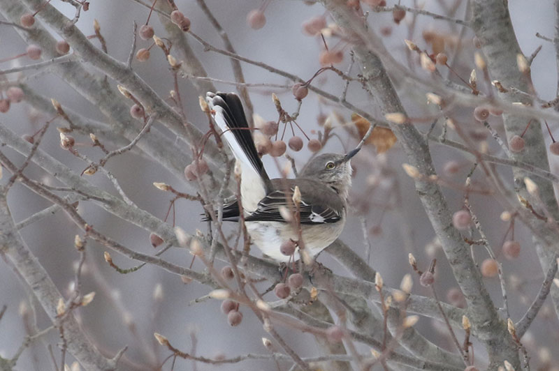 Mystery bird to be identified