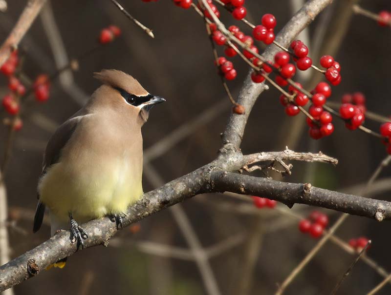 Mystery bird to be identified