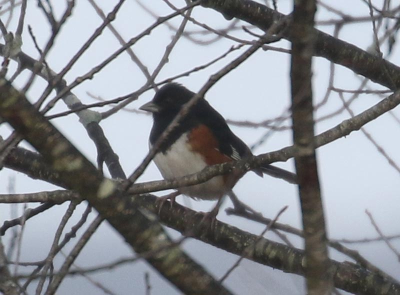 Mystery bird to be identified