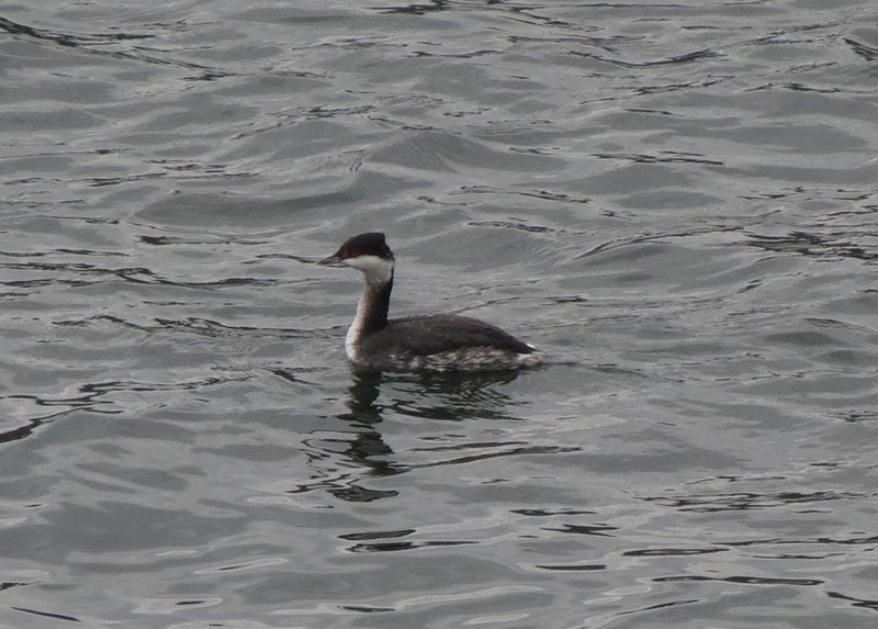 Mystery bird to be identified