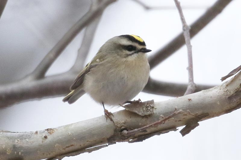 Mystery bird to be identified