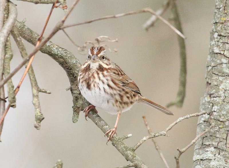 Mystery bird to be identified