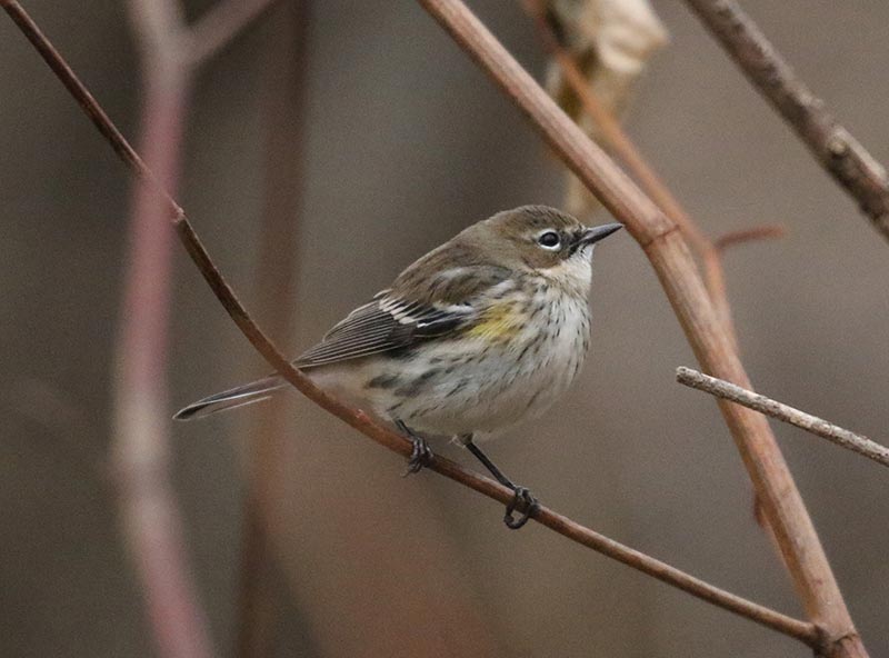 Mystery bird to be identified