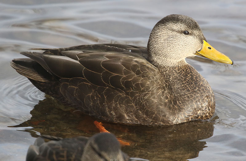 Mystery bird to be identified