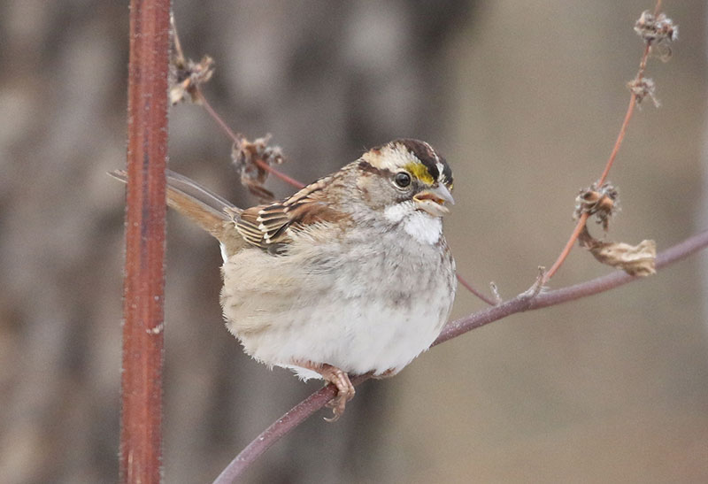 Mystery bird to be identified