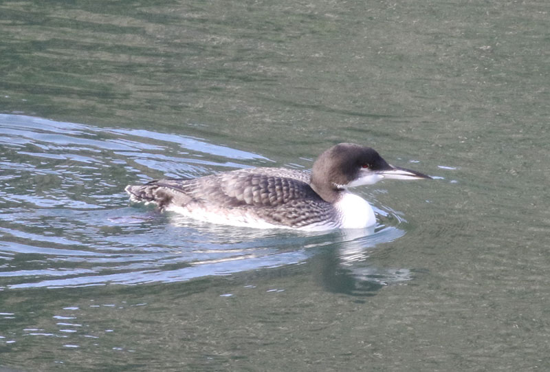 Mystery bird to be identified