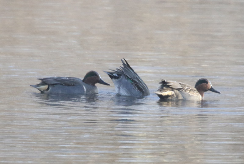 Mystery birds to be identified