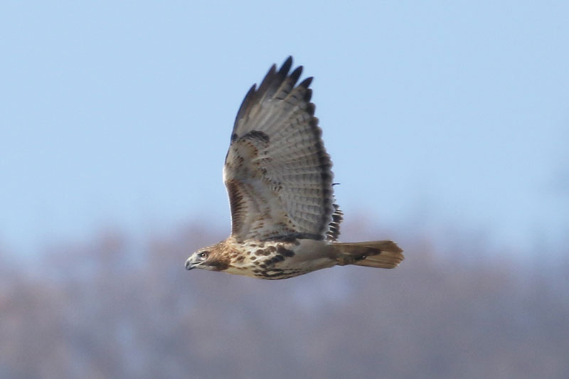 Mystery birds to be identified