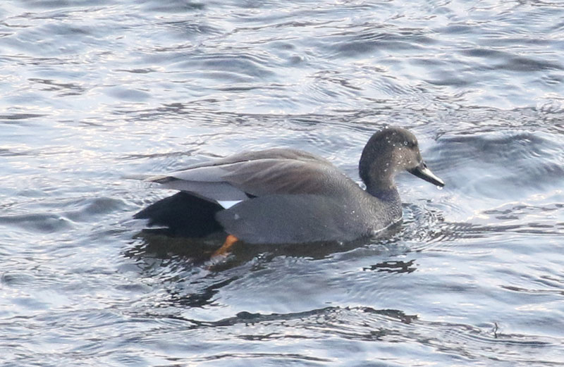 Mystery birds to be identified