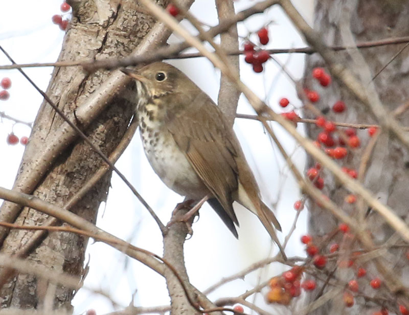 Mystery birds to be identified