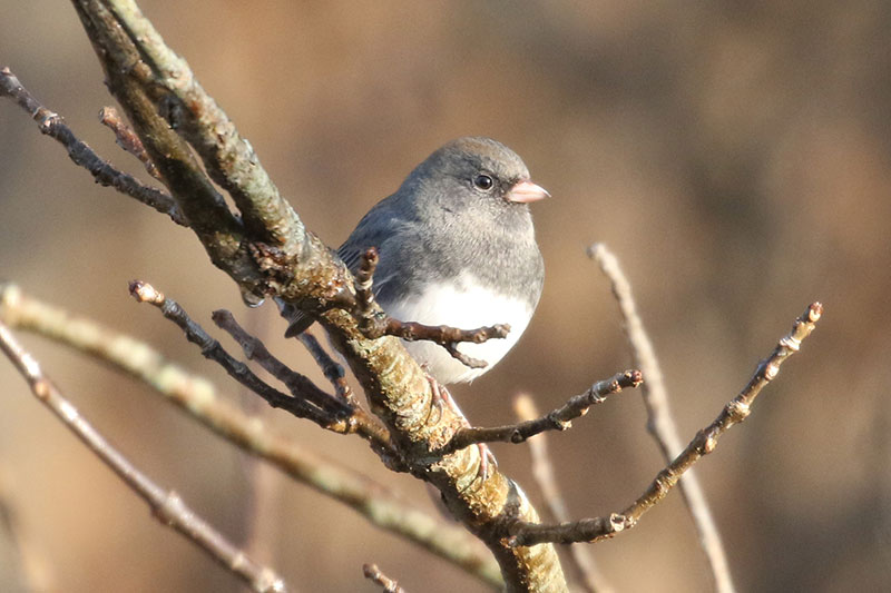 Mystery birds to be identified
