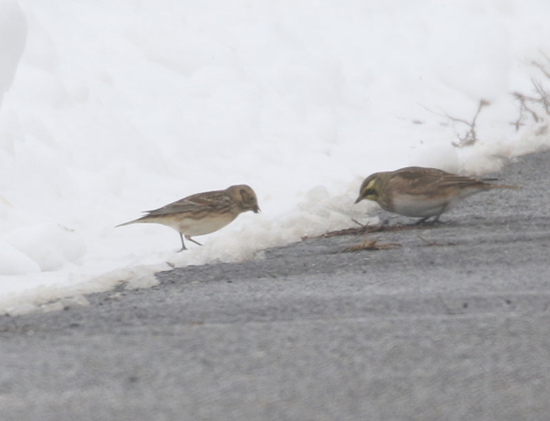 Mystery birds to be identified