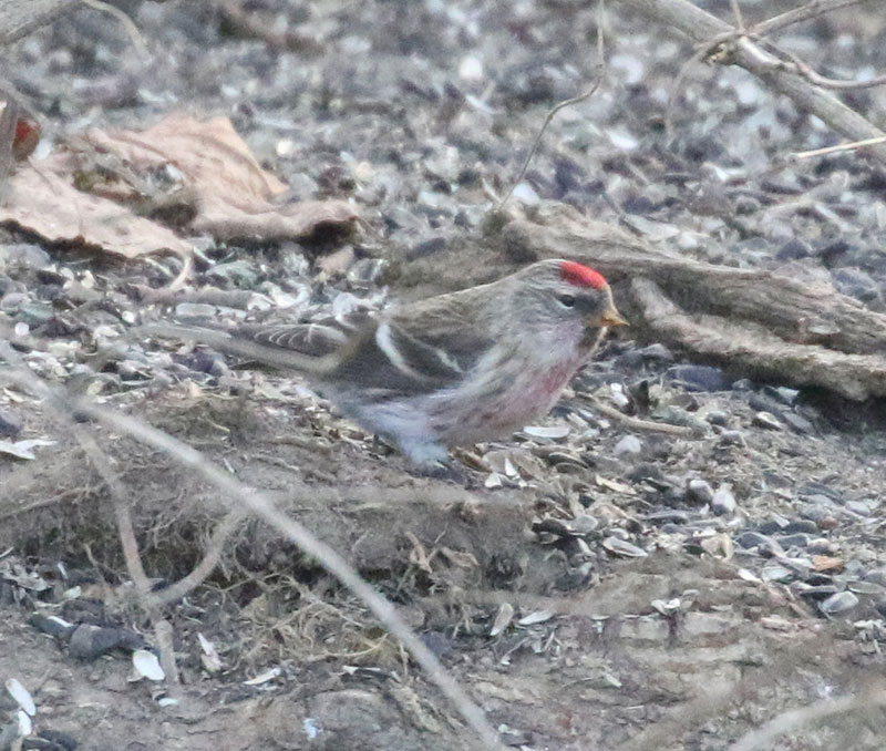 Mystery birds to be identified