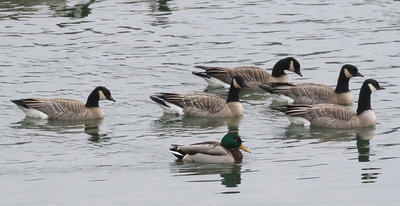 Mystery birds to be identified