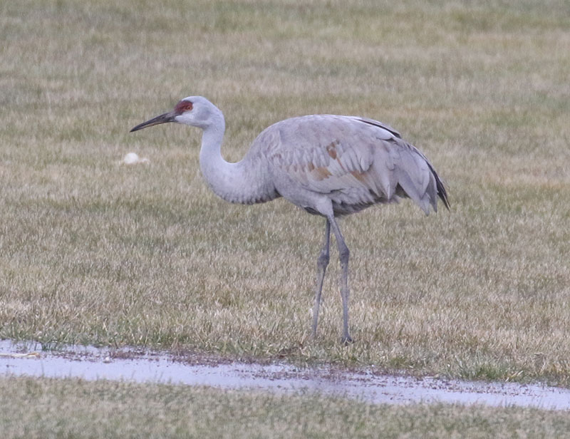 Mystery bird to be identified