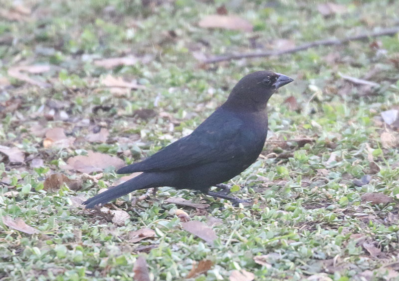 Mystery bird to be identified
