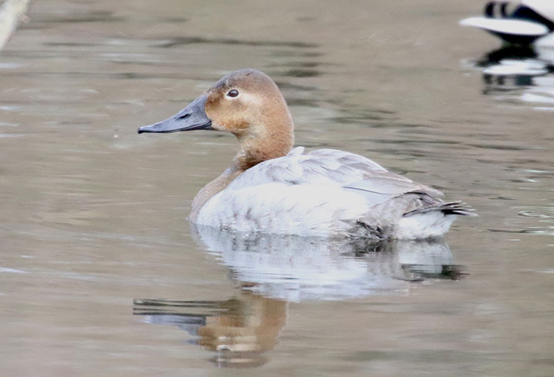 Mystery bird to be identified