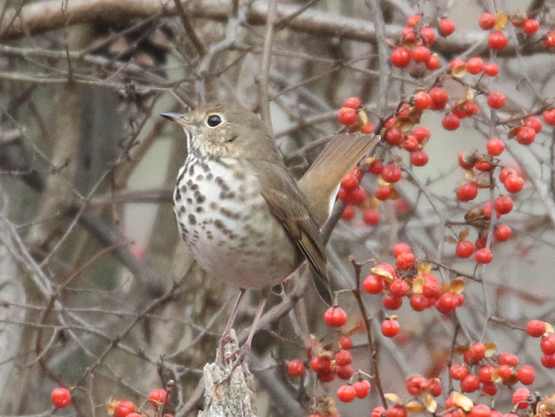 Mystery bird to be identified