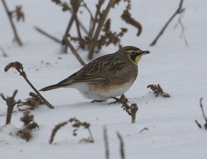 Mystery bird to be identified