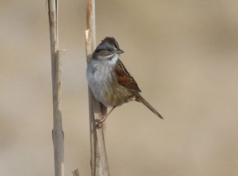 Mystery bird to be identified