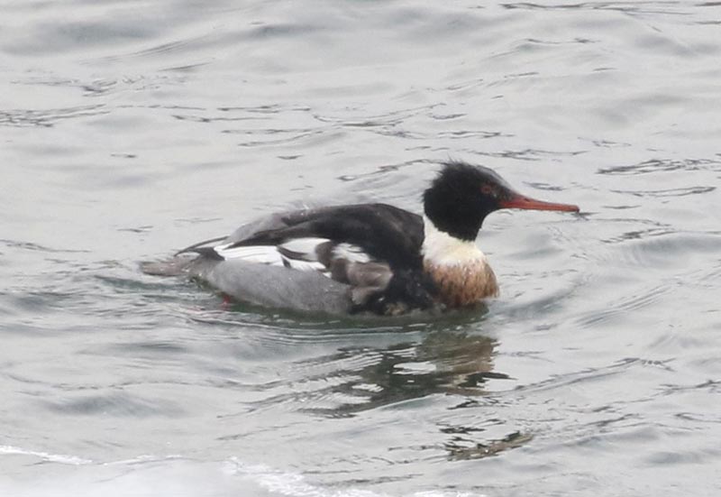 Mystery bird to be identified