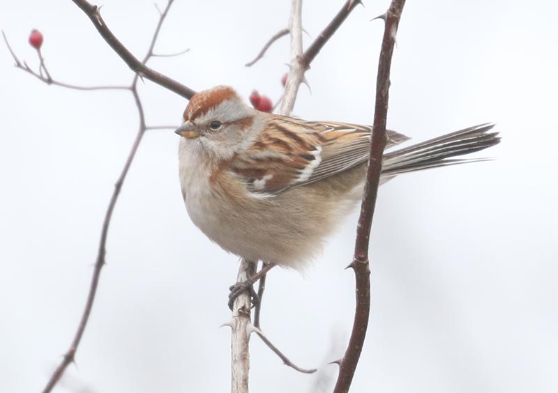 Mystery bird to be identified